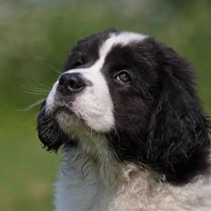 Landseer Nana