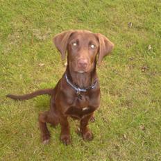 Blanding af racer Jolly, labrador/collie