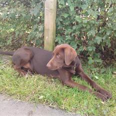 Blanding af racer Jolly, labrador/collie