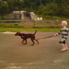 Blanding af racer Jolly, labrador/collie