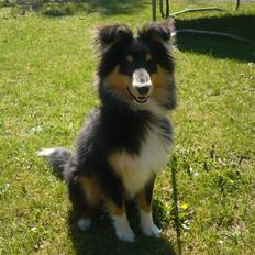 Shetland sheepdog Balder