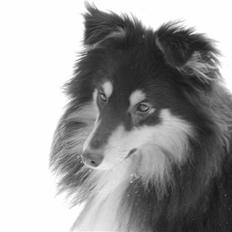 Shetland sheepdog Balder