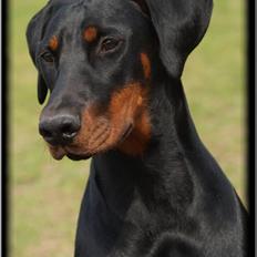 Dobermann Proud Danish Cool Casio