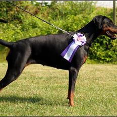 Dobermann Proud Danish Cool Casio