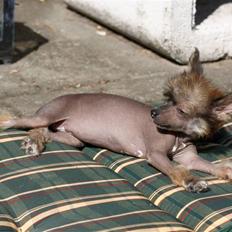 Chinese crested hårløs Carly