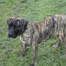 Dogo canario d&G´s joelle