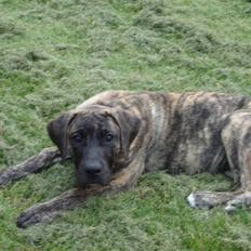 Dogo canario d&G´s joelle