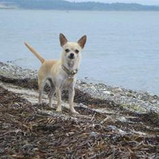 Chihuahua Aimee´s Angel 