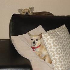 Chihuahua Aimee´s Angel 