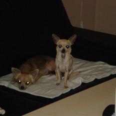 Chihuahua Aimee´s Angel 