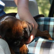 Griffon petit brabancon Tulle