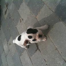 Fransk bulldog PrutFiis