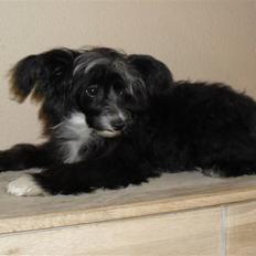 Chinese crested powder puff Candie