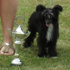 Chinese crested powder puff Candie