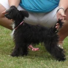 Chinese crested powder puff Candie