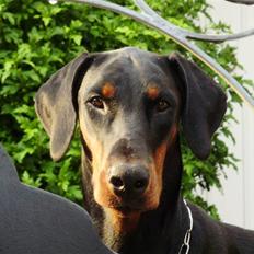 Dobermann Nika Di Altobello