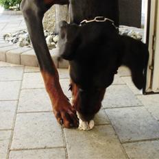 Dobermann Nika Di Altobello