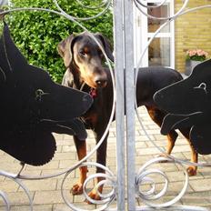 Dobermann Nika Di Altobello