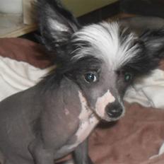 Chinese crested hårløs Chanel