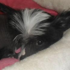 Chinese crested hårløs Chanel