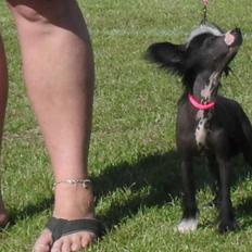 Chinese crested hårløs Chanel