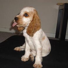 Cocker spaniel Jadzia *R.I.P.*