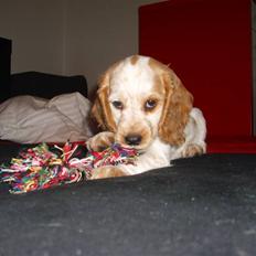 Cocker spaniel Jadzia *R.I.P.*