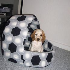 Cocker spaniel Jadzia *R.I.P.*
