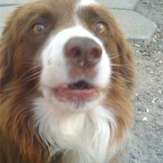 Border collie Mickey R.I.P.3/9-2010