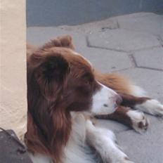 Border collie Mickey R.I.P.3/9-2010