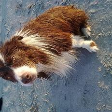 Border collie Mickey R.I.P.3/9-2010