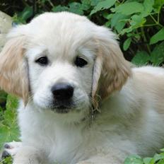 Golden retriever Oscar
