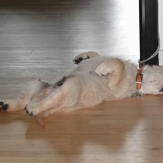 Golden retriever Oscar