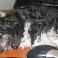 Blanding af racer Lhasa apso-Maltese-Herman