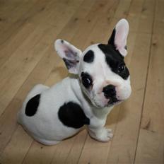 Fransk bulldog PrutFiis