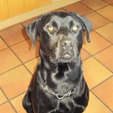 Blanding af racer Kato