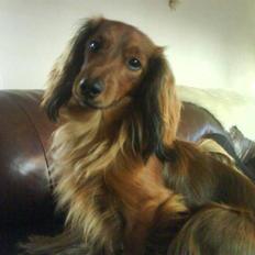 Miniature gravhund Käto