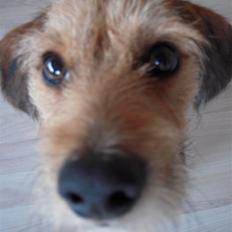 Blanding af racer Elvis