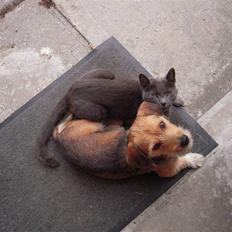 Blanding af racer Elvis