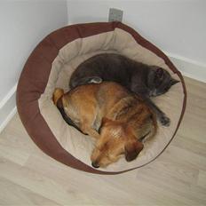 Blanding af racer Elvis