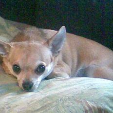 Chihuahua Birkedal's Sofus