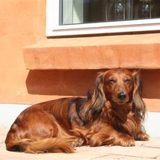 Miniature gravhund R.I.P min elskede Mickey <3