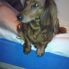 Miniature gravhund R.I.P min elskede Mickey <3