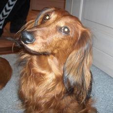 Miniature gravhund R.I.P min elskede Mickey <3