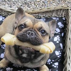 Fransk bulldog Carlo The CharmingBulldog