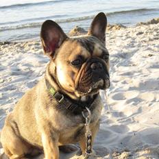 Fransk bulldog Carlo The CharmingBulldog