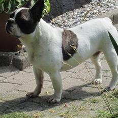 Fransk bulldog Walter R.I.P