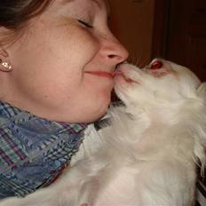 Chihuahua Adonis
