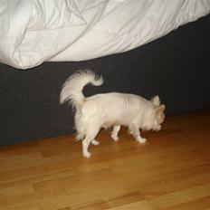Chihuahua Adonis