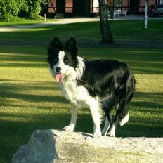Border collie Lady